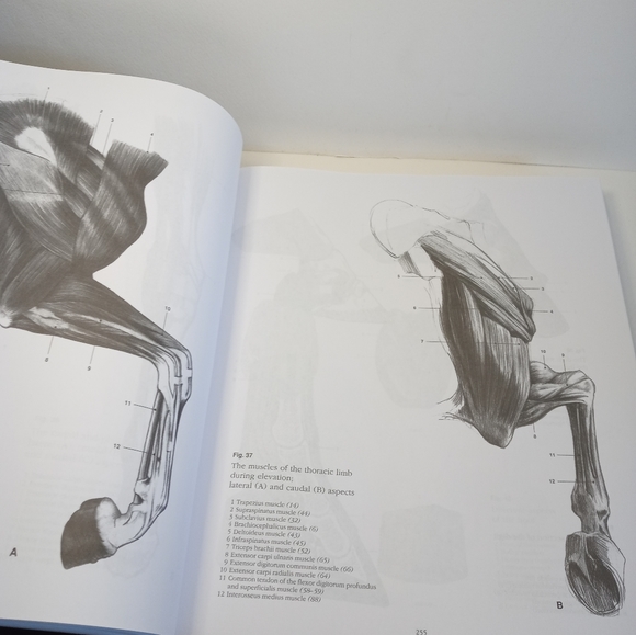 Cyclopedia Anatomicae. Anatomy's Book. Science book. Human Anatomy. Animal - Picture 9 of 16
